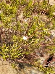 Diosma acmaeophylla