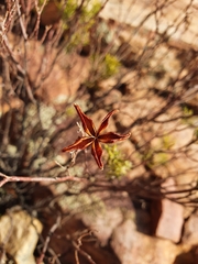 Diosma acmaeophylla