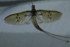 Ephemera vulgata