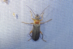 Cantharis nigricans