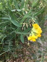 Lotus corniculatus