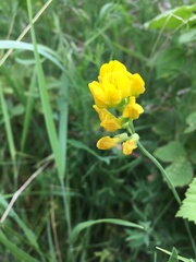 Lotus corniculatus