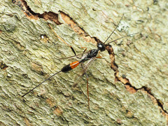 Pristaulacus strangaliae