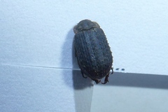 Trox scaber
