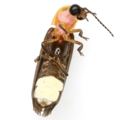 Photinus stellaris