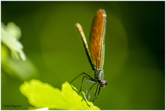 Calopteryx virgo