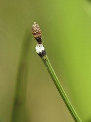 Equisetum variegatum variegatum