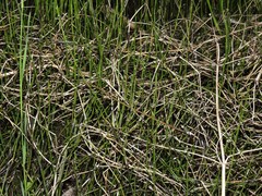 Equisetum variegatum variegatum
