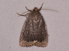 Amphipyra glabella