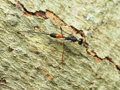 Pristaulacus strangaliae