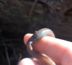 Batrachoseps major major