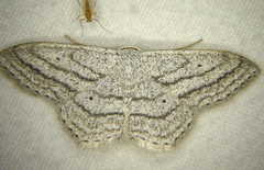 Scopula ancellata