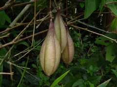 Passiflora capsularis