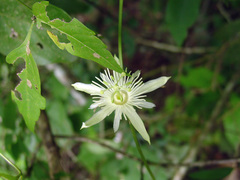 Passiflora capsularis