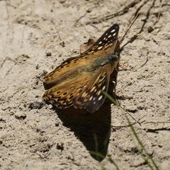 Asterocampa celtis