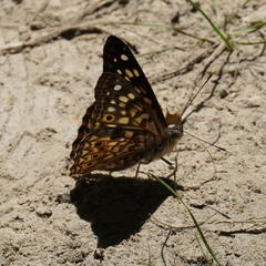Asterocampa celtis