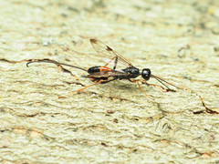 Pristaulacus strangaliae