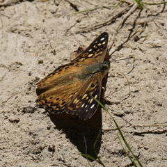 Asterocampa celtis