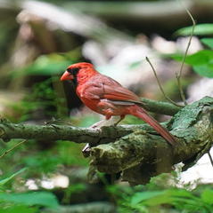 Cardinalis cardinalis