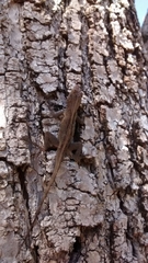Anolis