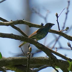 Passerina cyanea