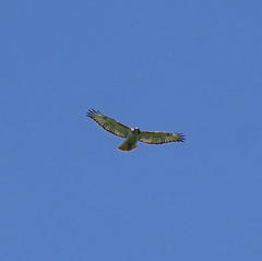Buteo jamaicensis
