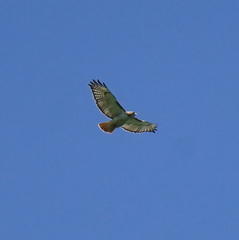 Buteo jamaicensis