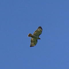 Buteo jamaicensis