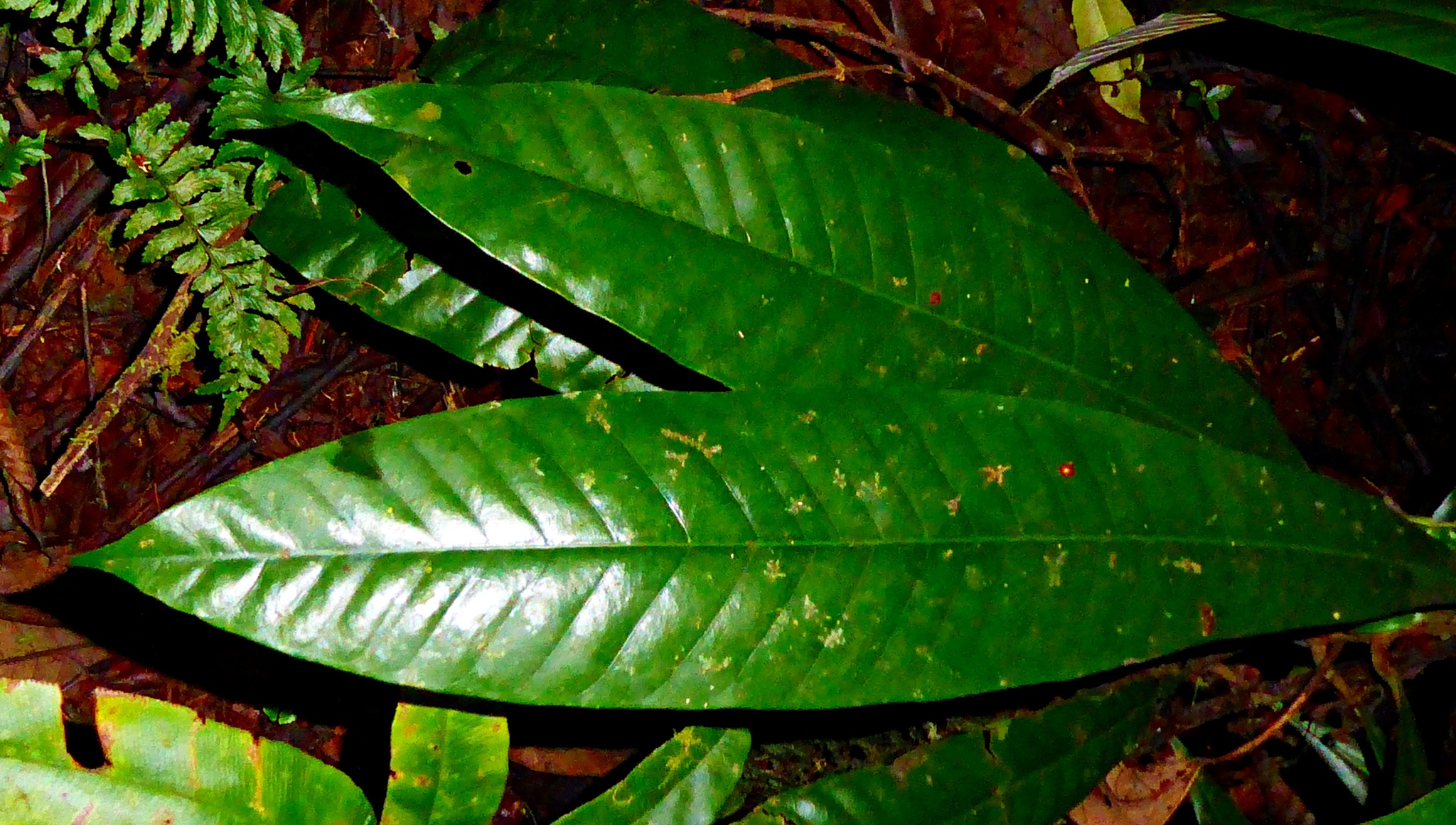 African Star Apple (Gambeya africana)