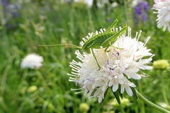 Poecilimon intermedius