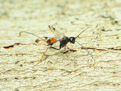 Pristaulacus strangaliae