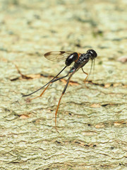 Pristaulacus strangaliae