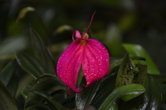 Masdevallia