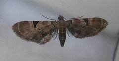 Eupithecia stellata