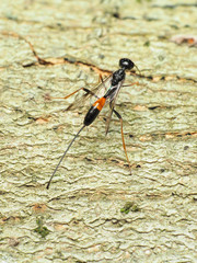 Pristaulacus strangaliae