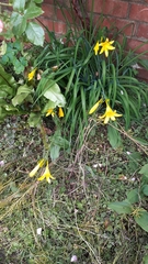 Hemerocallis lilioasphodelus
