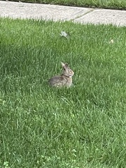 Sylvilagus floridanus