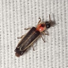 Photinus dimissus
