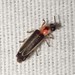 Two-step Flasher Firefly - Photo (c) Russell Pfau, some rights reserved (CC BY-NC), uploaded by Russell Pfau