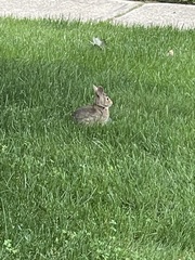 Sylvilagus floridanus