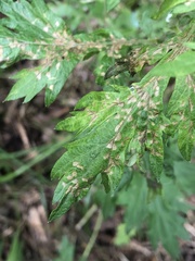 Poecilocapsus lineatus
