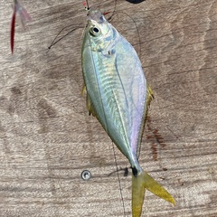 Chloroscombrus chrysurus