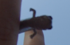 Batrachoseps major major