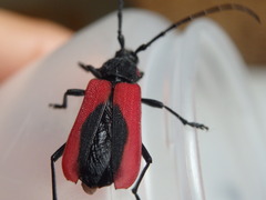 Purpuricenus kaehleri