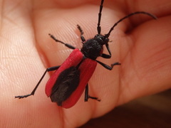 Purpuricenus kaehleri