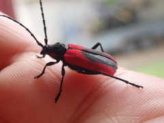 Purpuricenus kaehleri