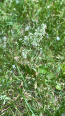 Poa pratensis pratensis