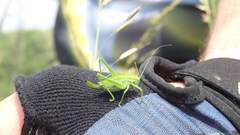 Poecilimon intermedius