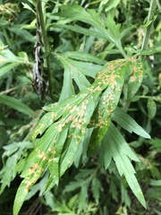 Poecilocapsus lineatus