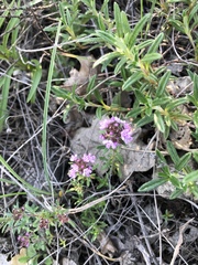 Thymus moldavicus